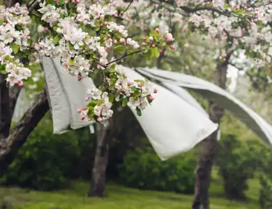 Linens On Clothesline Under Blossoming Tree 1200X800